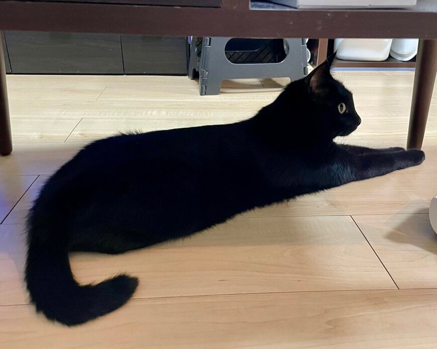 【猫ちゃん大変身】「後ろ向き？前向き？」不思議すぎるシルエットに思わず二度見「まさかの形」に笑ってしまう