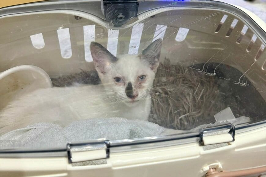 路上で腐った鯉を食べてやせ細っていた保護子猫の1年後に目頭が熱くなる