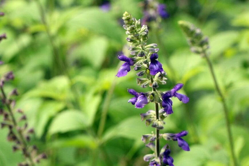 Skyprayer2005/Shutterstock.com