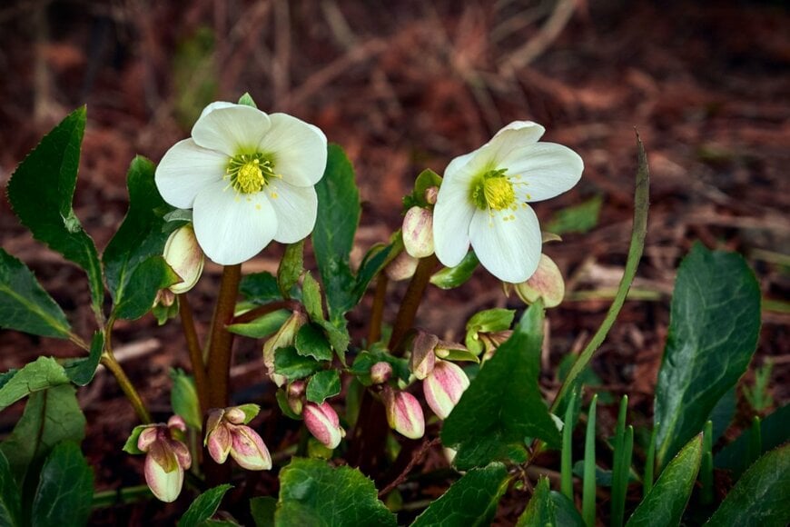 Alena Charykova/shutterstock.com