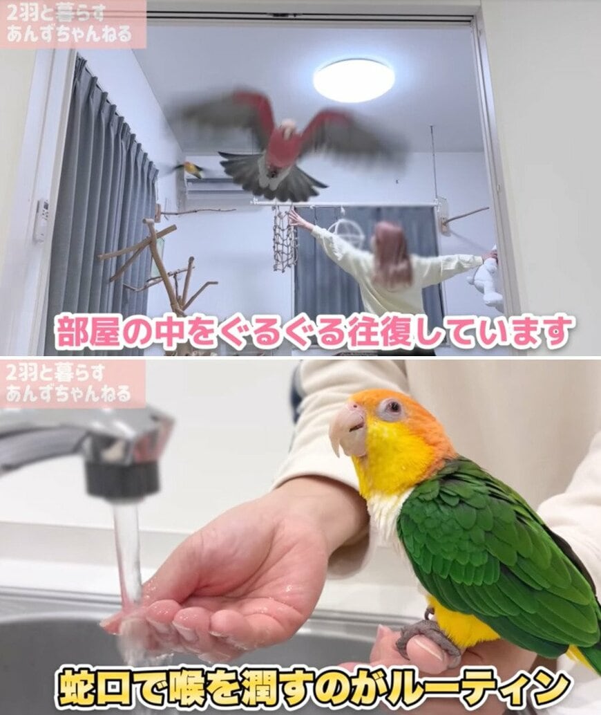 出所：@anz_omomiri