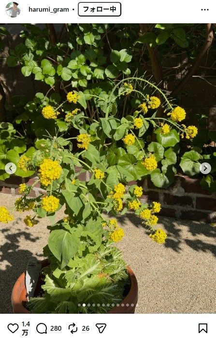 出所： 栗原はるみのInstagram（＠harumi_gram）　参照日：2026年4月9日