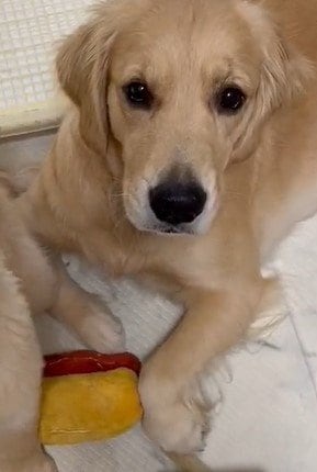 出所：@pu_channeldesu