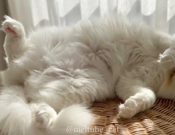 出所：@meltube_cat