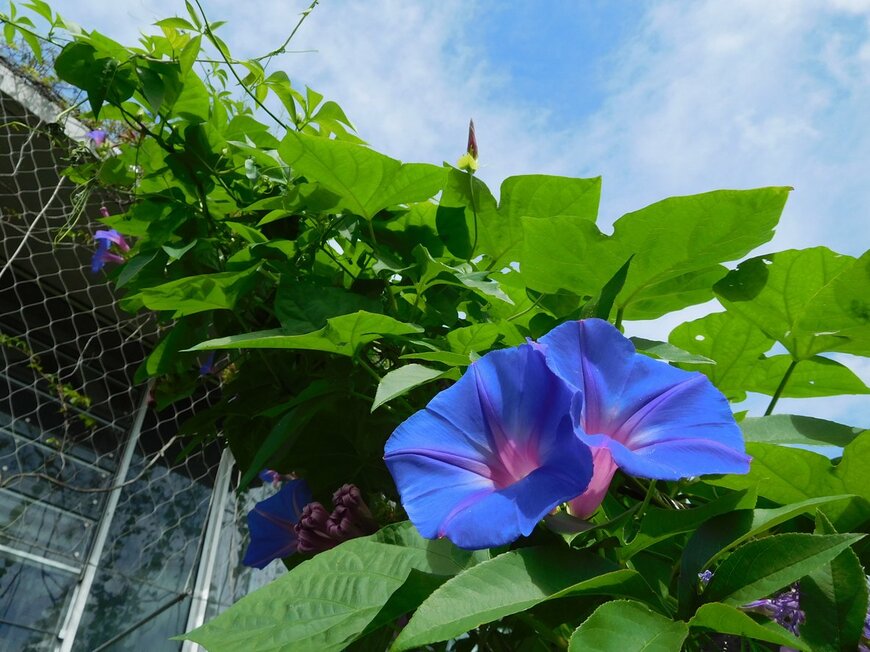 【ガーデニング】夏の日よけ＆節電対策におすすめ「グリーンカーテン」花が咲くツル性植物ならオシャレ！