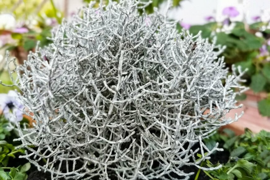 カロケファルス・プラチーナ