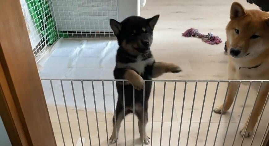 躍る柴犬の子犬