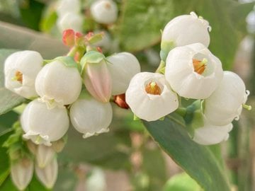 ブルーベリーの花