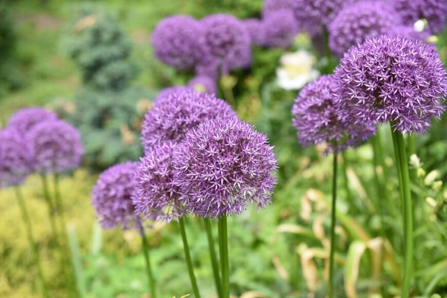 丸い薄紫の花を咲かせているアリウム