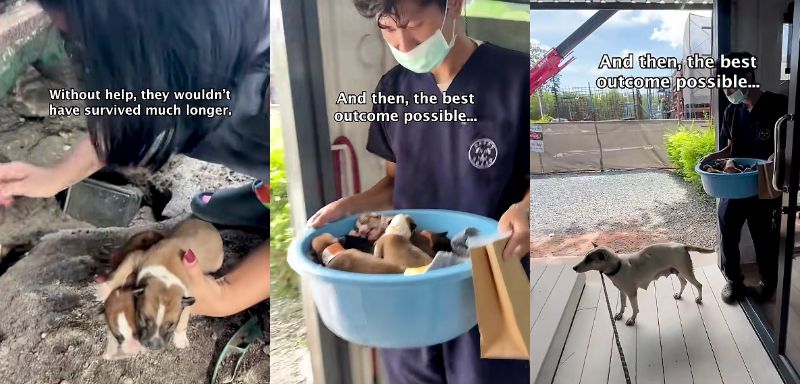 保護された子犬たちと母犬の様子