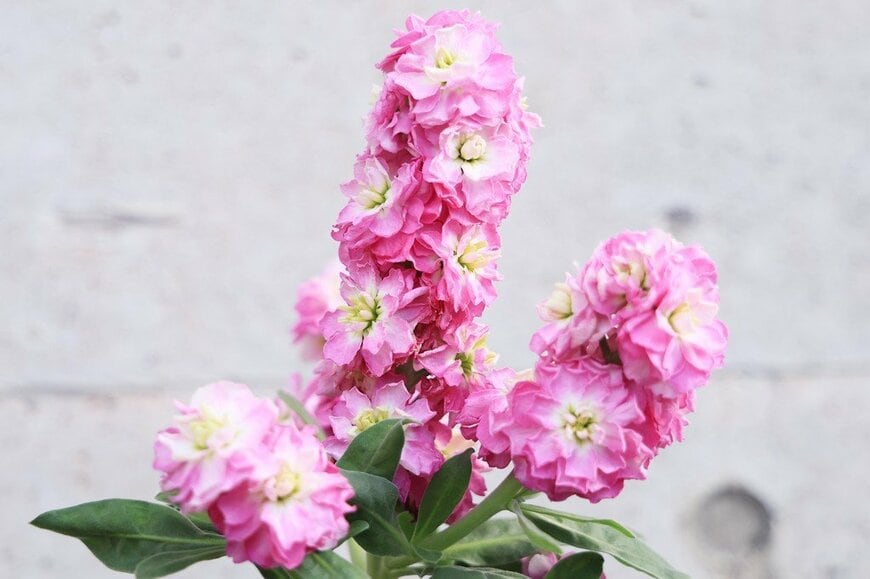 ピンクの花を咲かせている、ストック