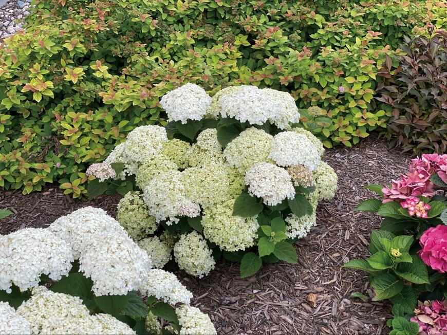 PROVEN WINNERS（R）公式　アナベル　プティクリーム