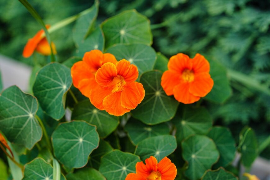 ナスタチウムのオレンジの花。別名ノウゼンハレン。