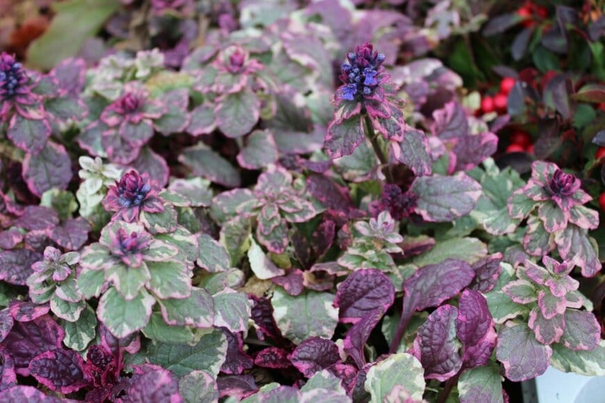 紫色の葉や、緑葉の縁にクリーム色の斑が入った葉をもつ、アジュガ