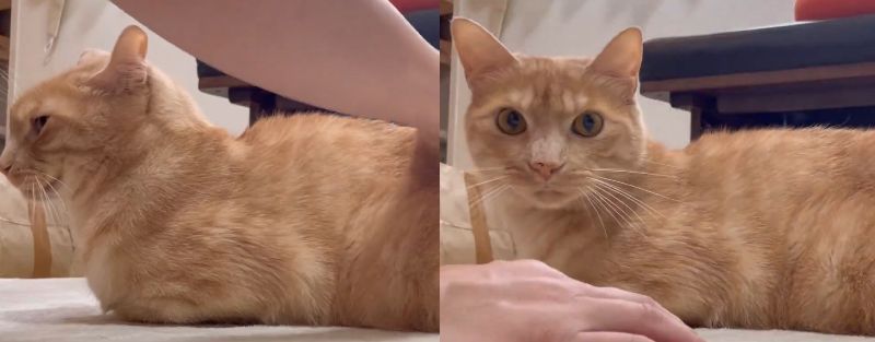 投稿動画のワンシーン