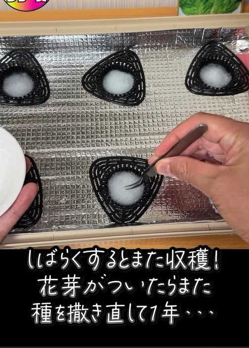 サンチュの水耕栽培、2回目の種まき