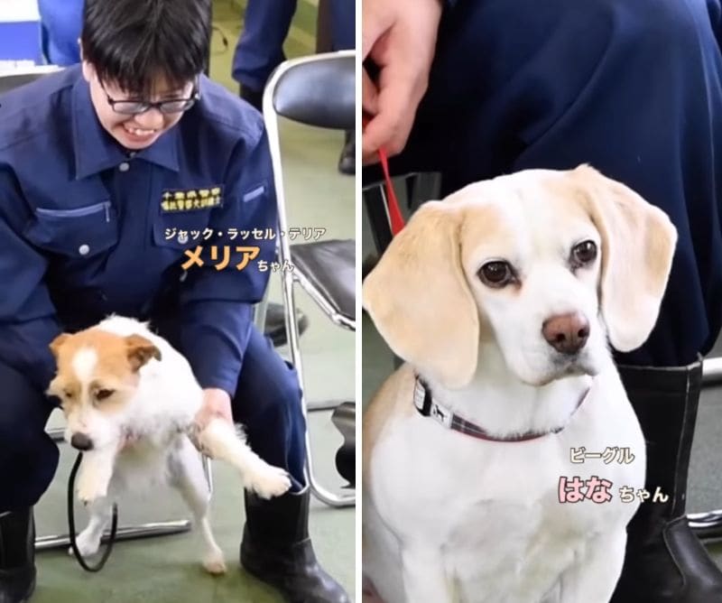 警察犬動画