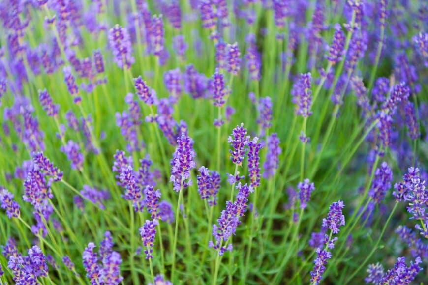 紫色の花を咲かせている、ラベンダー