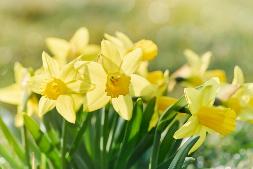 黄色いスイセンの花。