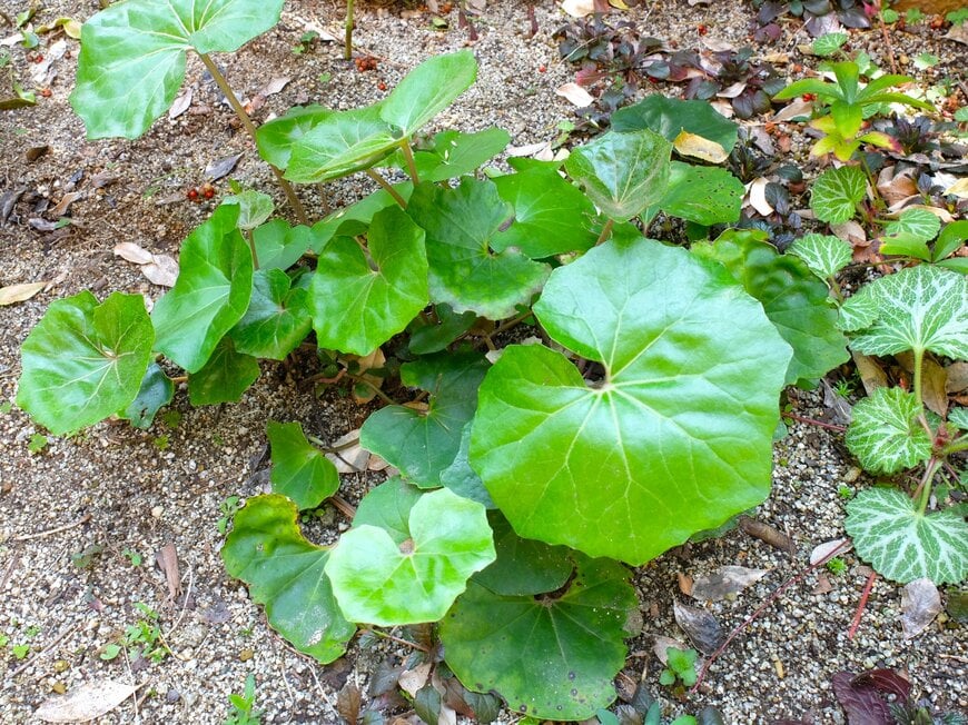 福岡の半日陰の庭で育てているツワブキ