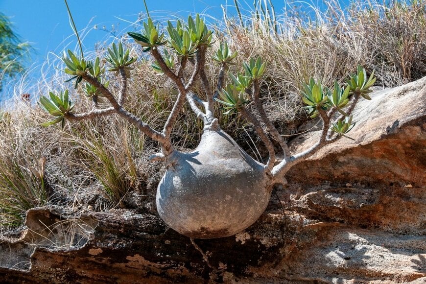 パキポディウム