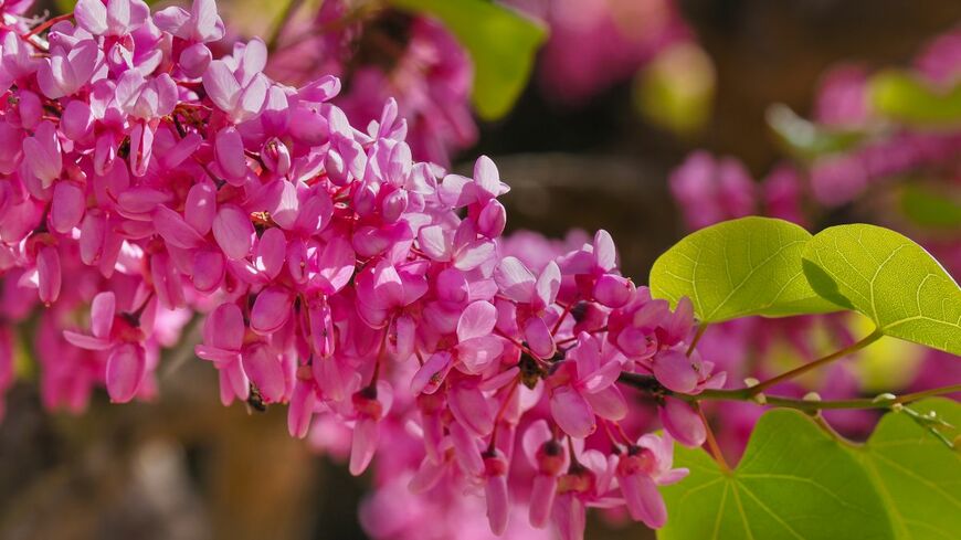 ハナズオウの花