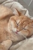 【映える猫】カメラを前に圧巻のポーズ　子猫とは思えない大人びた姿に息をのむ人続出！