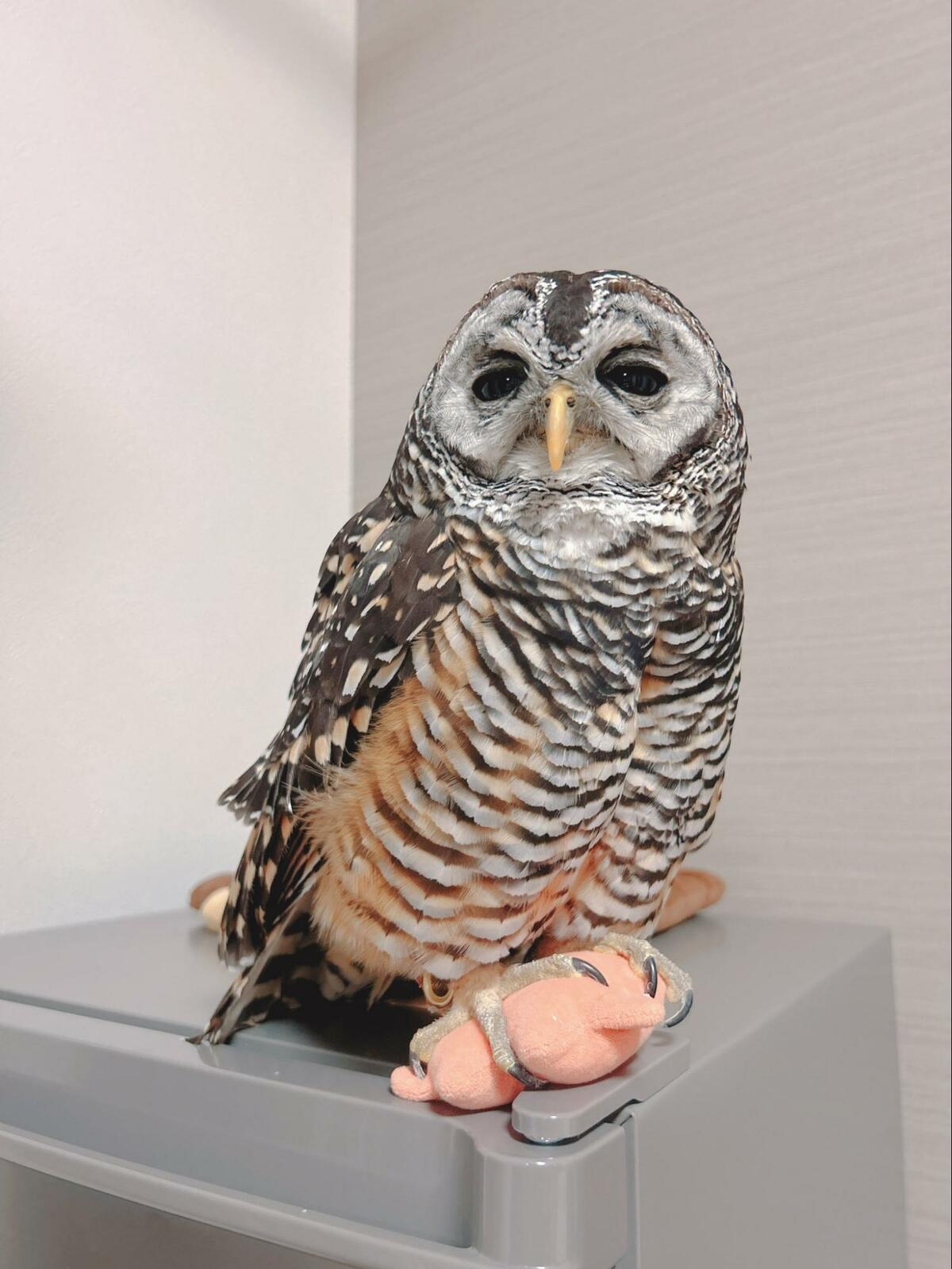 img_d6be066fe6ef8ced118df9f800