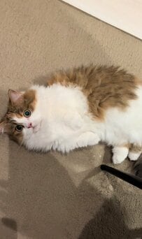 【撫でて！】飼い主さんにアピールする猫ちゃんが可愛すぎる…甘える様子から目が離せない