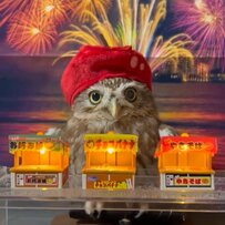 【露店を開くフクロウ】「らっしゃ〜い」夏祭りを再現！「かわいい」「りんご飴食べたい」など反響続々