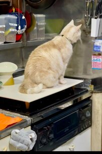 「この角度、最高ニャ！」ステンレスの壁を見つめ続ける猫ちゃんの姿にじわじわくる