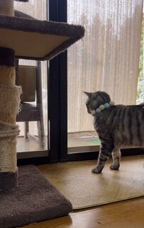 【元保護猫ちゃん】お散歩準備中の猫ちゃんが可愛すぎ！わくわくな様子にほっこり