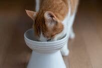 猫の「ごちそうさまの合図」がワンピースのルフィすぎる…　有名技そっくりの状態に注目集まる