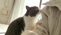 【大好きが伝わる猫の甘え方】飼い主さんを見つめてスリスリする姿に癒される　「天使すぎ」「たまらん」