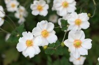 「葬儀のあと、健康保険から受け取れるお金はいくらなのか」協会けんぽの埋葬料も横浜市の葬祭費も5万円、申請先は制度で違う
