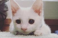 ギリギリで助けられた保護猫　「約9年後の姿」に思わず感動してしまう