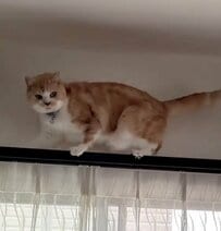 「どんくさい代表」意外な場所に乗った猫の末路は…まさかの展開に思わず笑ってしまう