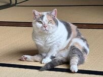はみ出したほっぺも可愛い…！ふっくらした猫ちゃんの無防備な寝姿に癒やされる