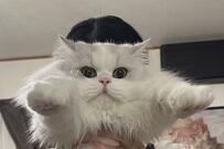 「誰か妻を止めてください！」夕飯どきに出てきたのは「猫」…？妻の行動に爆笑の嵐