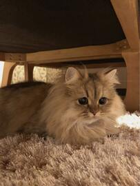 【眠くてウトウト】ご飯を食べて満腹になった猫。トロンとした表情に思わず悶絶