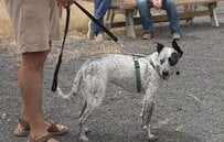 「約5年間一緒にいた愛犬」を家族のために保護施設へ　託した施設で思いがけない才能を期待されることに