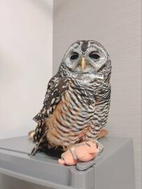 【眠気が限界のフクロウ】今にも寝そうな姿に愛しさが止まらない！とろんとした表情を激写されたフクロウが「可愛すぎ」と話題に！