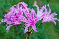 【ガーデニング】もうすぐ植え付け適期！夏に植えて秋に花咲く球根植物3選