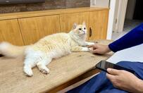 ちょっと甘え下手な猫ちゃん　健気で控えめなアピールにきゅんきゅん　撫でてもらってとろけ顔