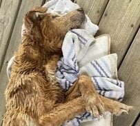 用水路で倒れていた犬を救助するも“癌で余命わずか”と診断 残された時間の“新たな家族”との暮らしに感動