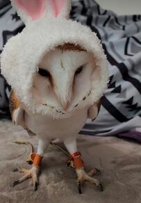 【イースターを楽しむメンフクロウ】ウサギの被り物でコスプレするフクロウにSNSでは「かわいい」の声も