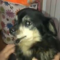 下顎を欠損した老犬を緊急保護　さまざまな困難を乗り越えて幸せをつかむ姿に感動広がる