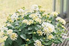 植えどきは「これから」！真夏も咲き続ける〈暑さに強い夏の花〉3選。〈豪華な大輪〉や〈可愛い小花〉、爽やかな香りを楽しめます。