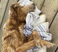 用水路で倒れていた犬を救助するも“癌で余命わずか”と診断 残された時間の“新たな家族”との暮らしに感動