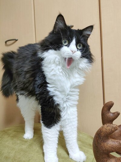 暑さはいい加減にしてほしいにゃ～